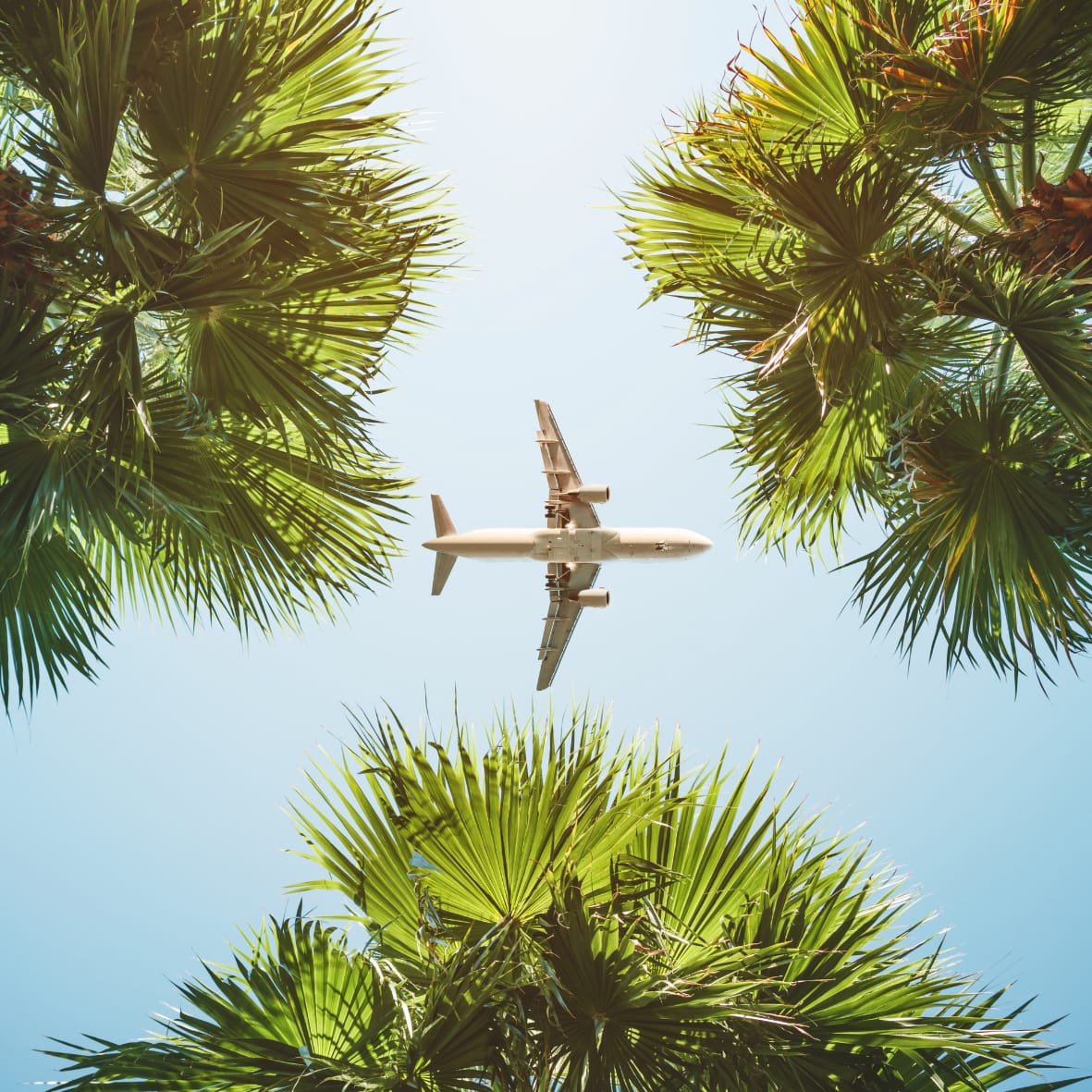 Plane Over Palm Trees - Circle 100 x 100
